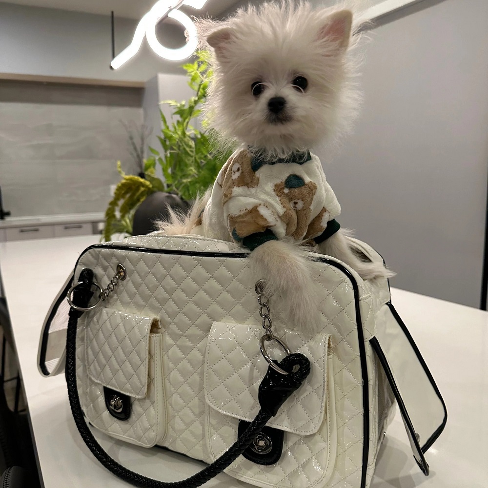 dog purse
